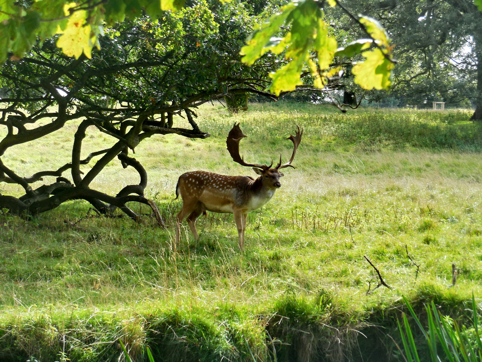 Charlecote Park, Warwickshire